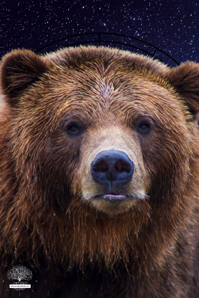 Closeup photo of an bear, which is a spirit animal symbol of strength.