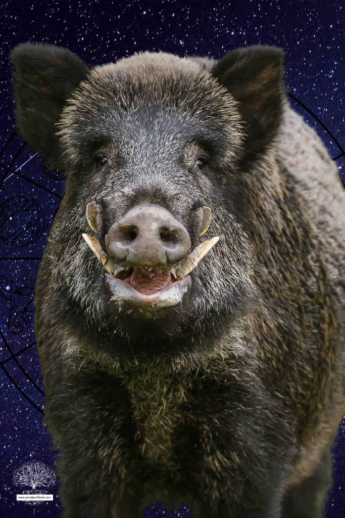 Closeup photo of an boar, which is a spirit animal symbol of strength.