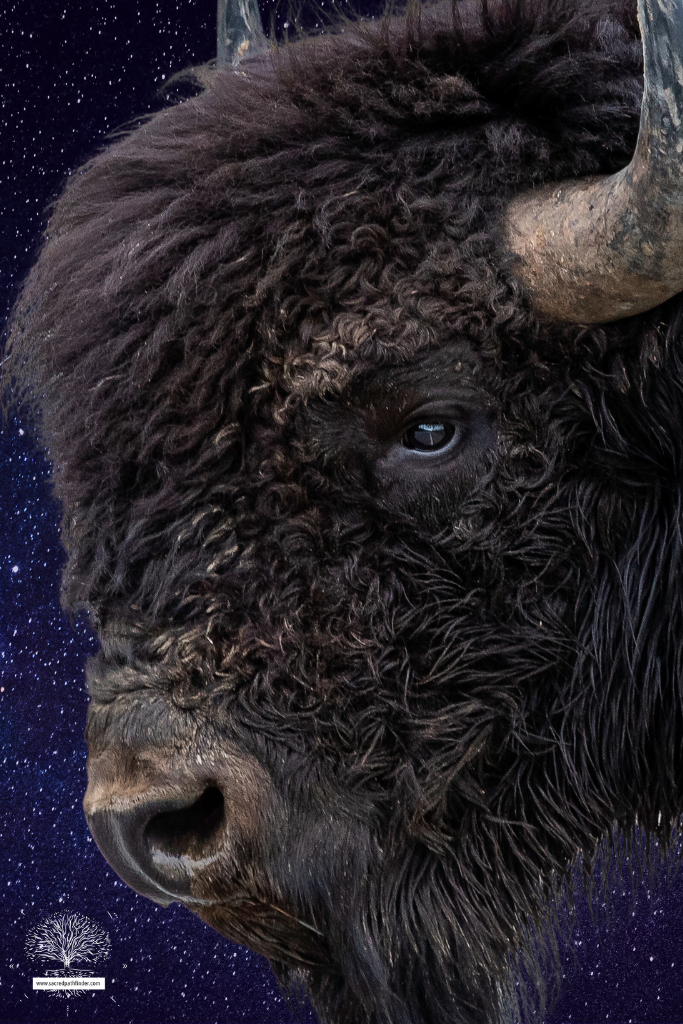 Closeup photo of a buffalo, which is a spirit animal symbol of strength.