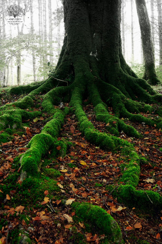 Photo of the bottom of a tree in the forest, with grassy/mossy roots. 