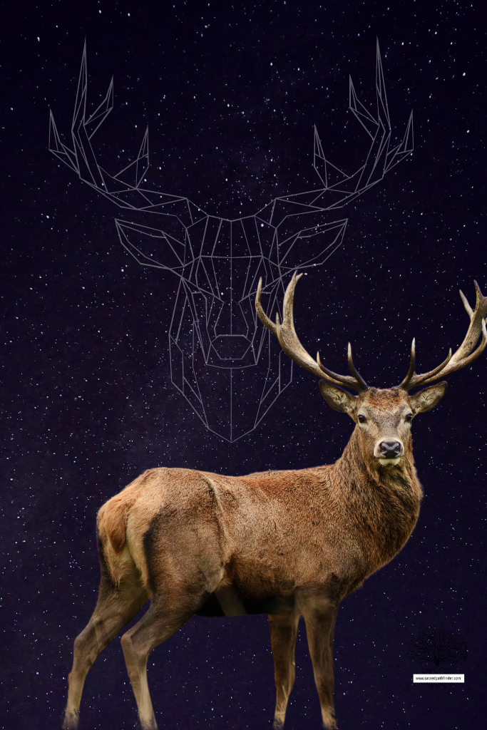 Photo of a stag deer in front of a starry night. There is also a stag graphic in the background. 