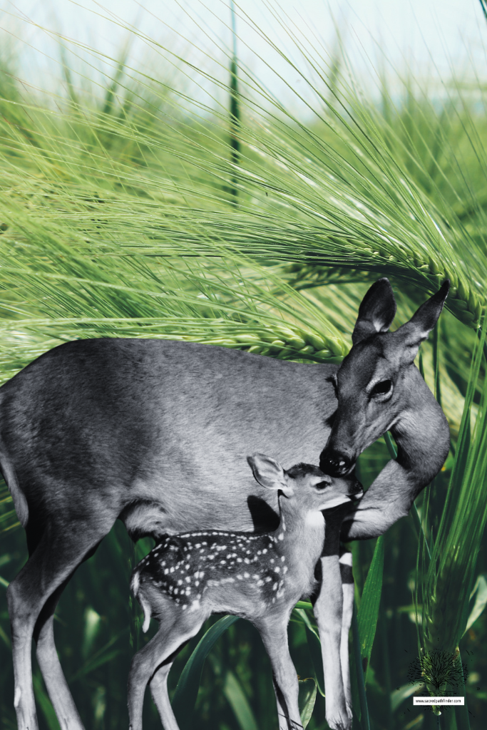 Photo of a doe and fawn, with a black and white filter over it. They are in front of a green pasture background. 