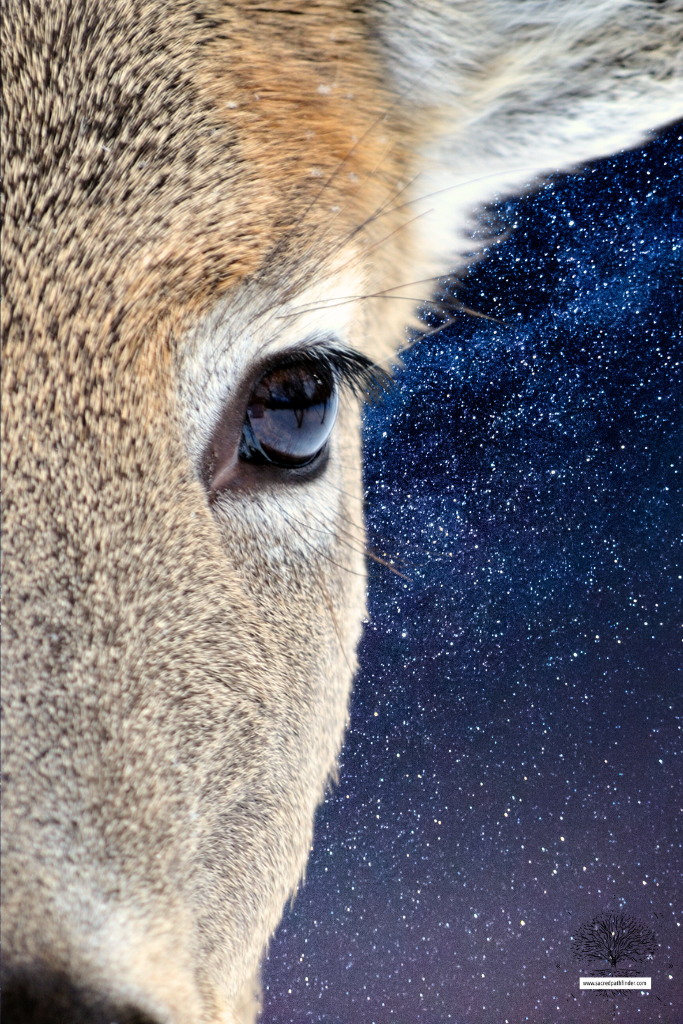 Closeup photo of a doe, in front of a starry sky background. 