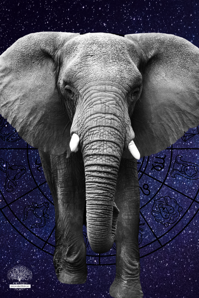 Closeup photo of an elephant, which is a spirit animal symbol of strength.