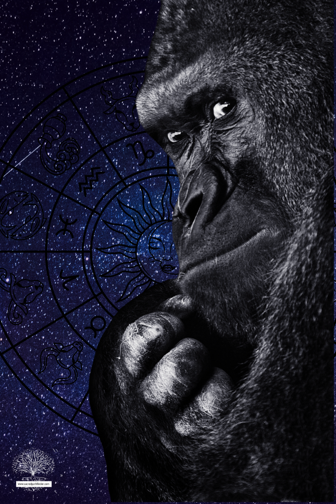 Closeup photo of an gorilla, which is a spirit animal symbol of strength.
