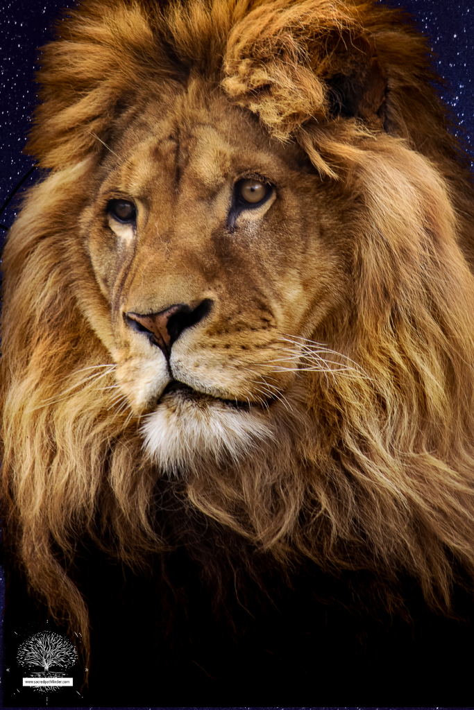 Closeup photo of a male lion in front of a star background. The lion is a symbol of strength.
