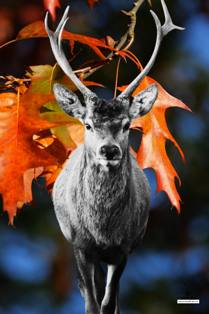 Photo of a stag deer, that has a black and white filter over it. Its in front of a background with colored fall leaves. 