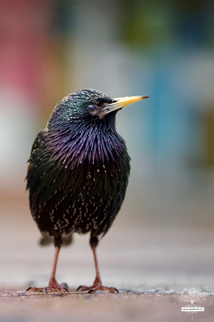 Closeup photo of a starling