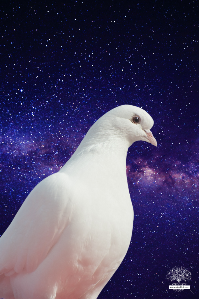 Closeup photo of a white dove in front of a cosmic starry sky. 