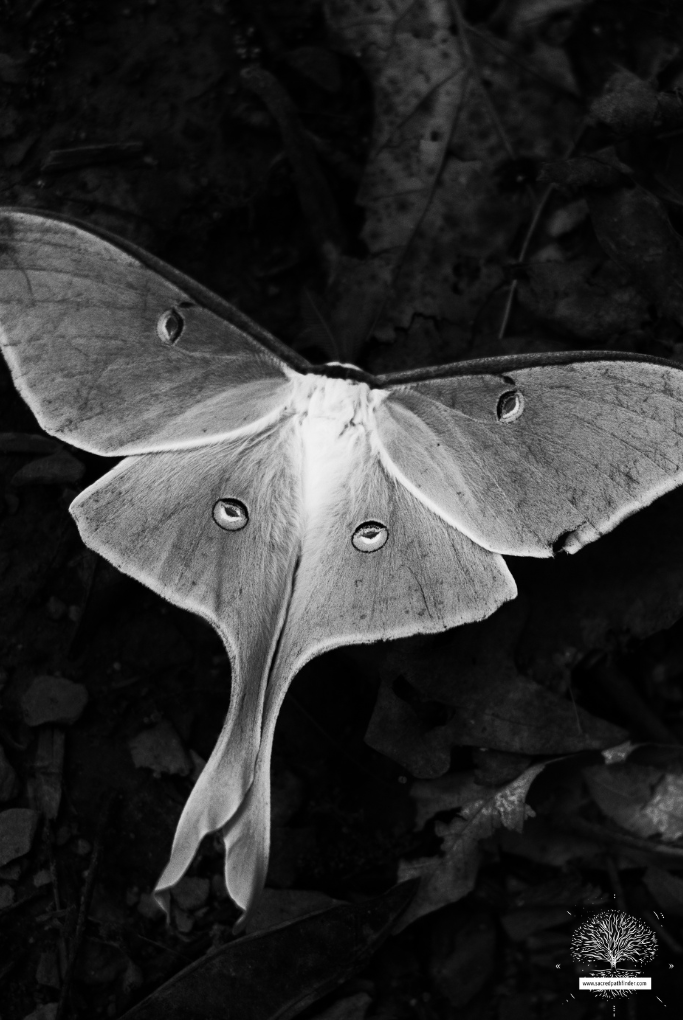 Photo of a black and white luna moth photo. 