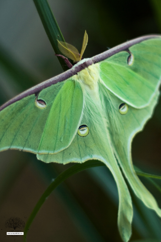 Closeup photo of a beautiful green Luna Moth. 