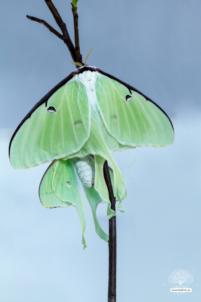 Photo of a luna moth on a stick.