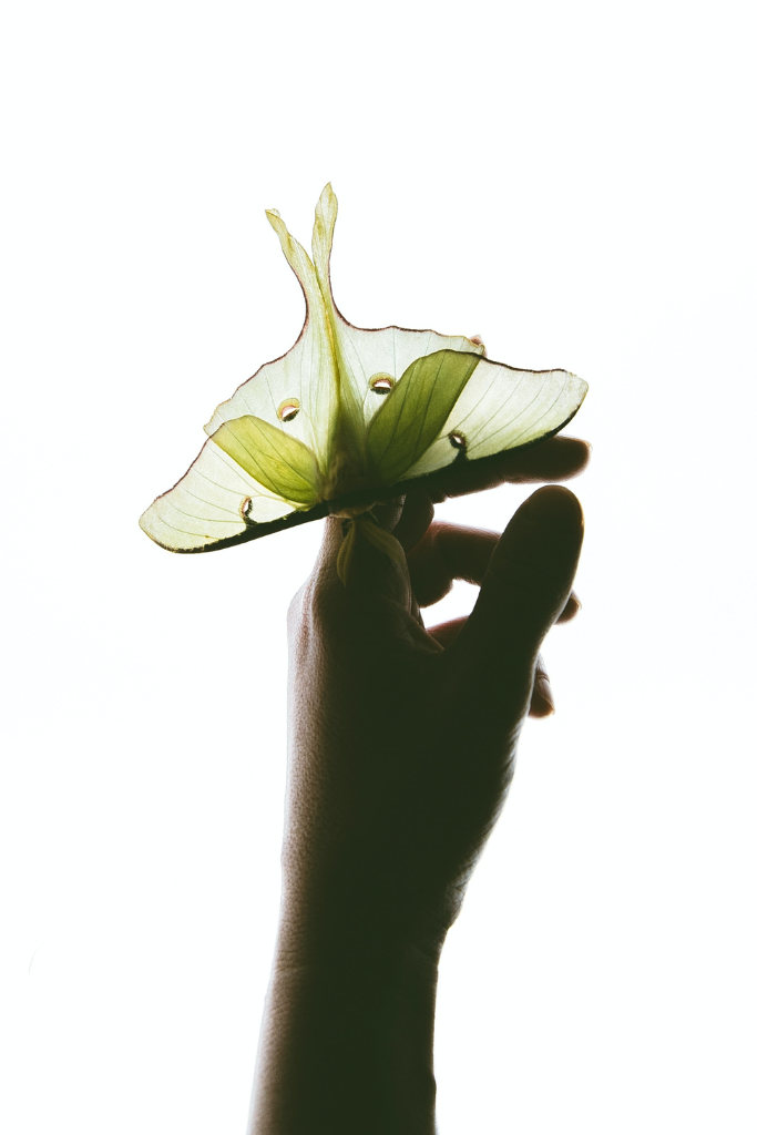 Photo of a hand holding a translucent luna moth.