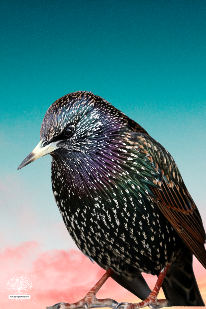 Photo of a starling bird in front of a cloudy sunset sky. 