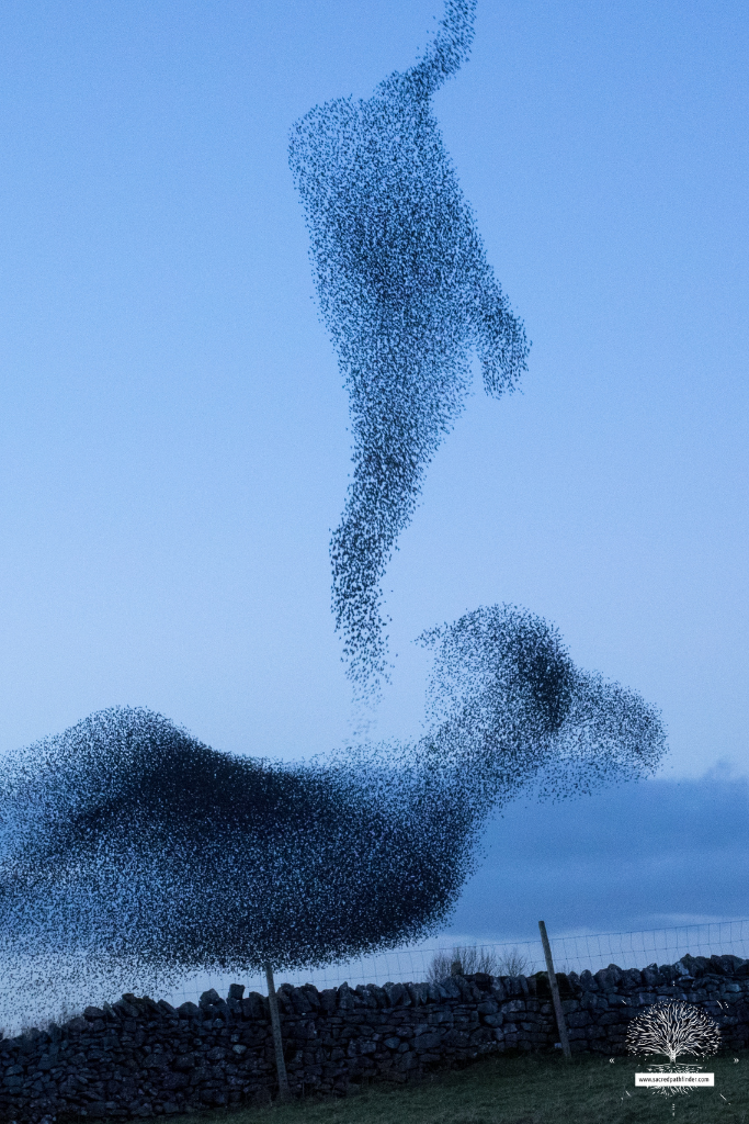 Photo of a flock of starlings in front of a blue sky