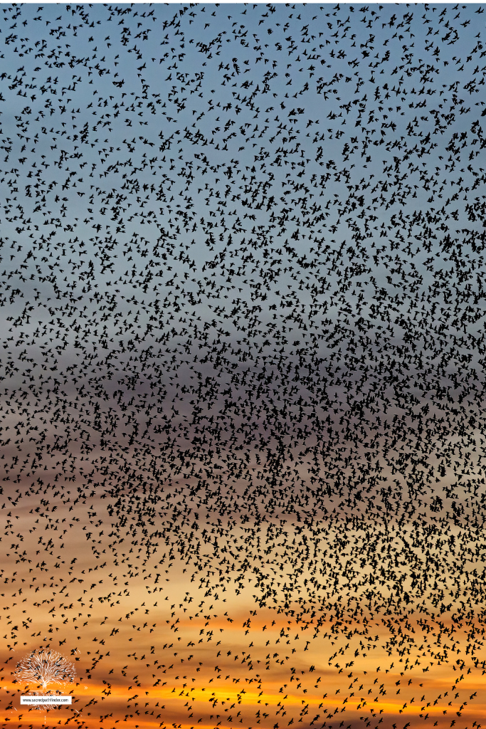 Photo of a starling flock flying in front of a sunset.