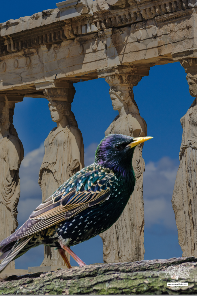 Photo of a starling in front of a ancient greece building.