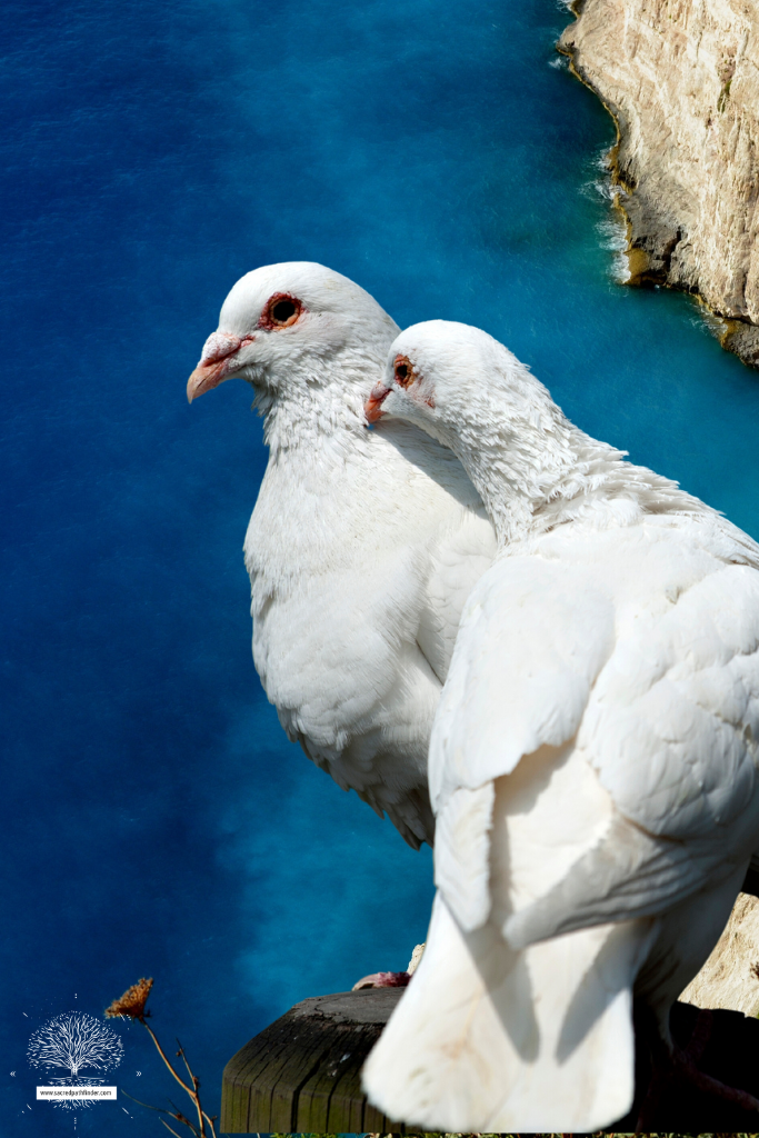 Closeup photo of two doves next to eachother in front of an ocean background. 