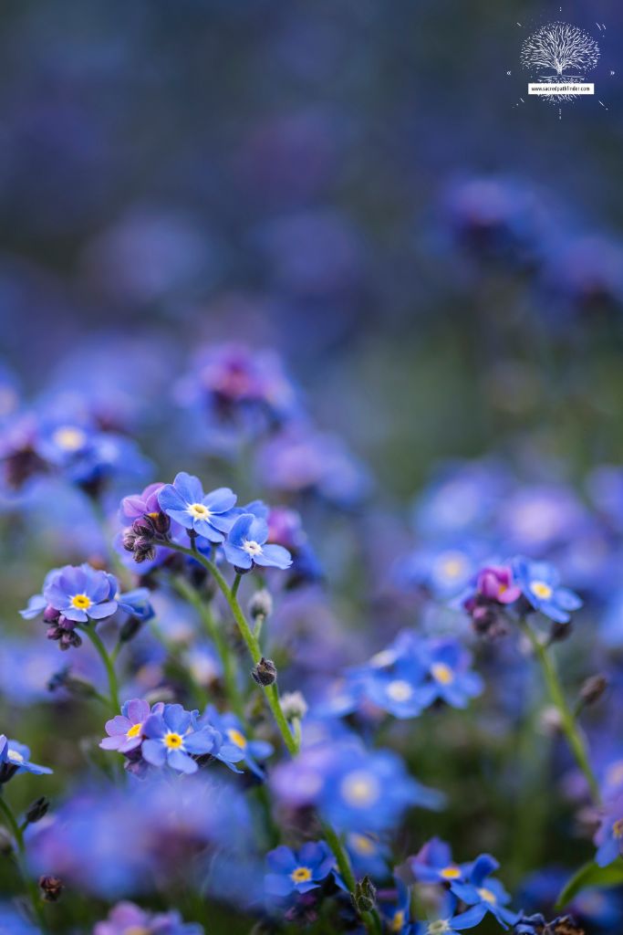 Photo of a field of forget me nots. The ones in the background are out of focus. 