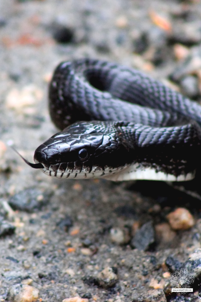 Closeup photo of a black snake with it's tongue out. 