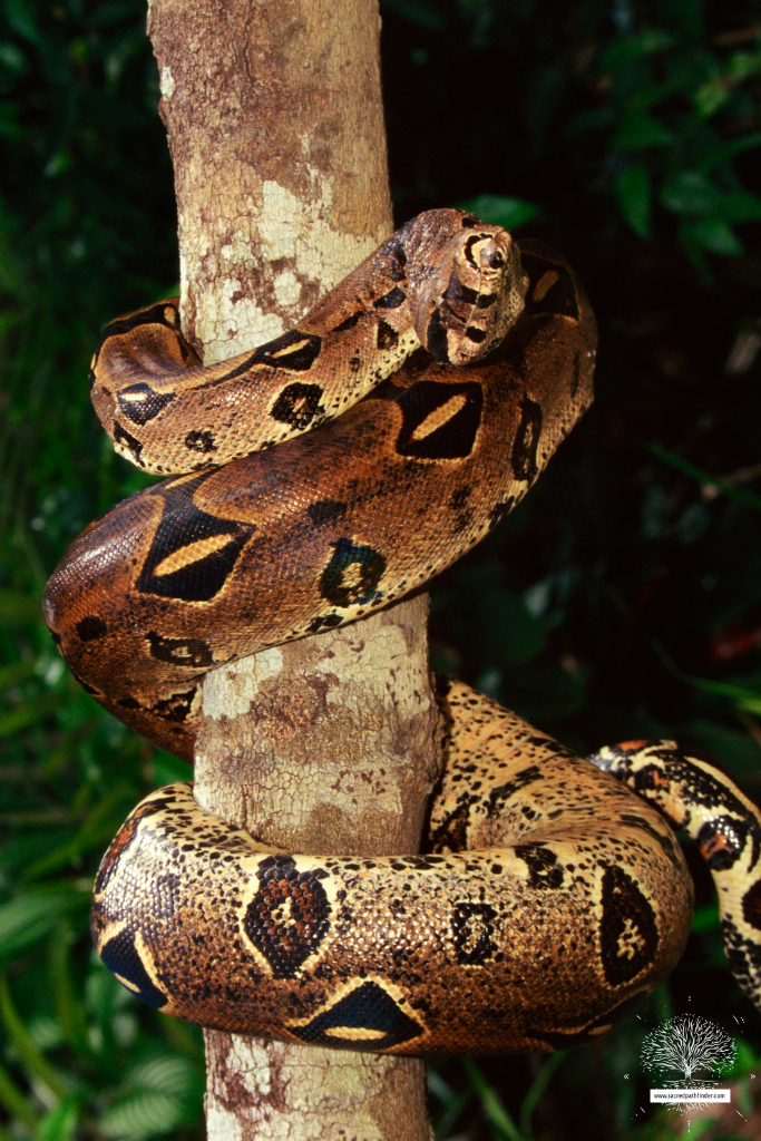 Photo of a boa constrictor on a large tree trunk. 
