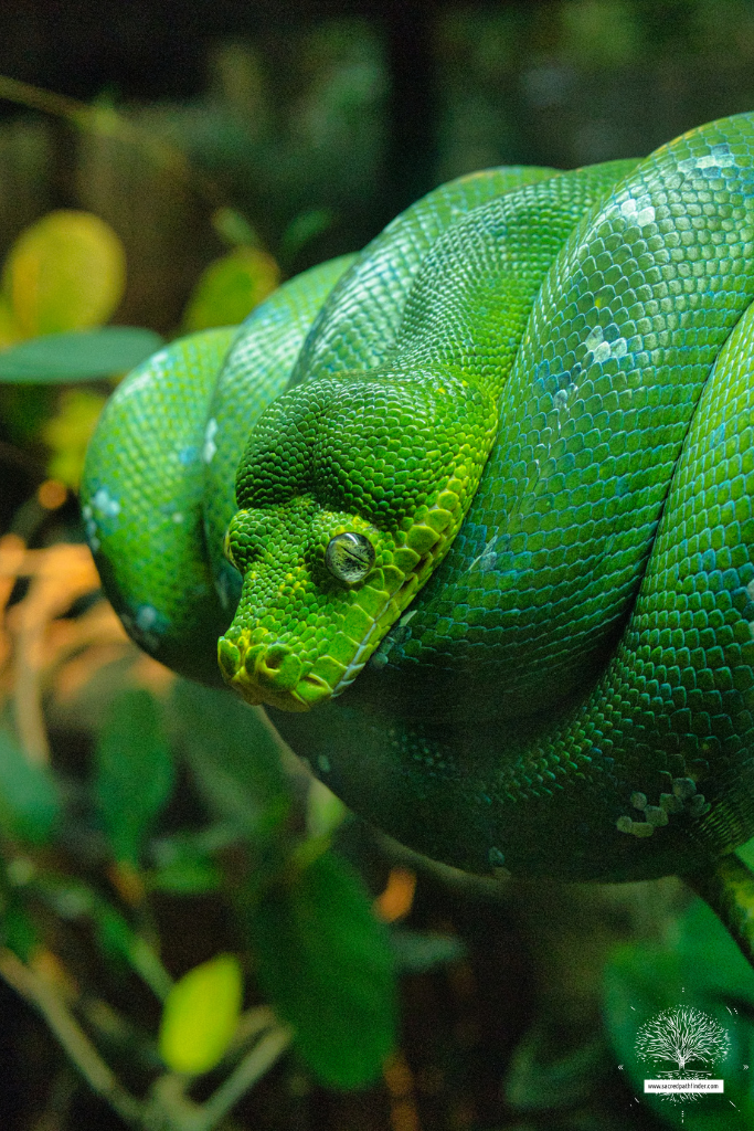 Closeup photo of a green snake, resting on a branch.