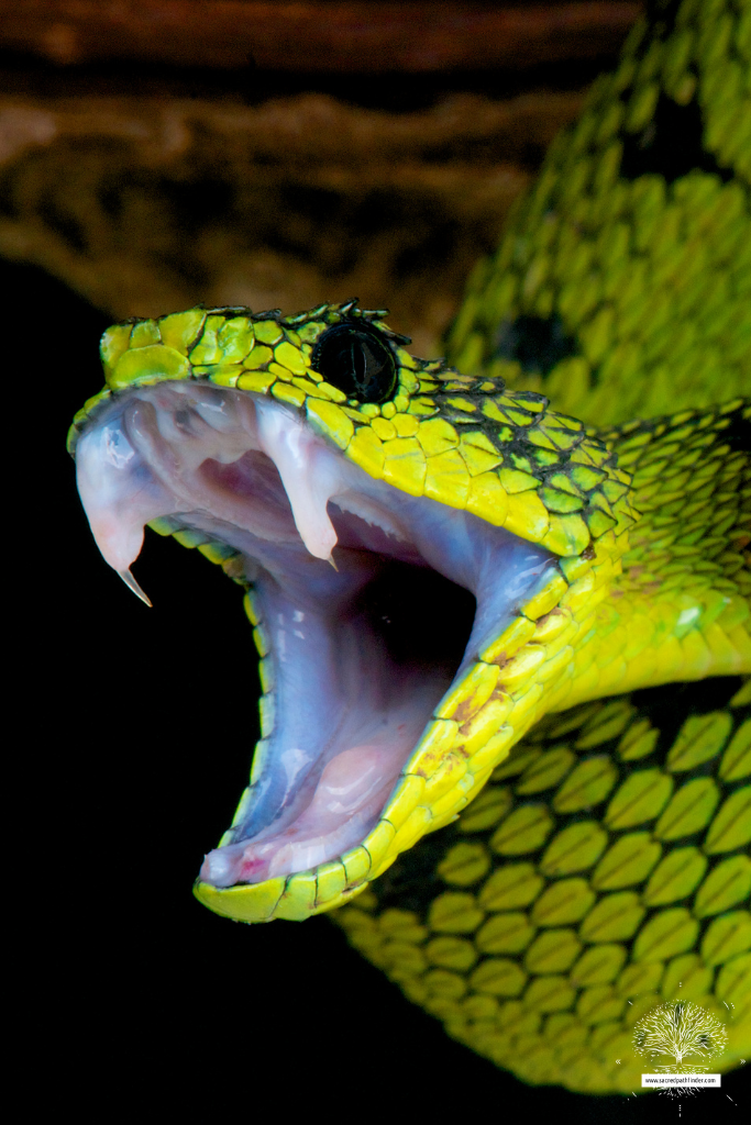 Closeup photo of a neon green snake, showing it's fangs. 