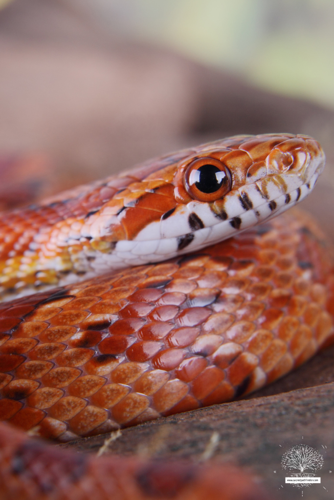 Closeup photo of a red snake. 