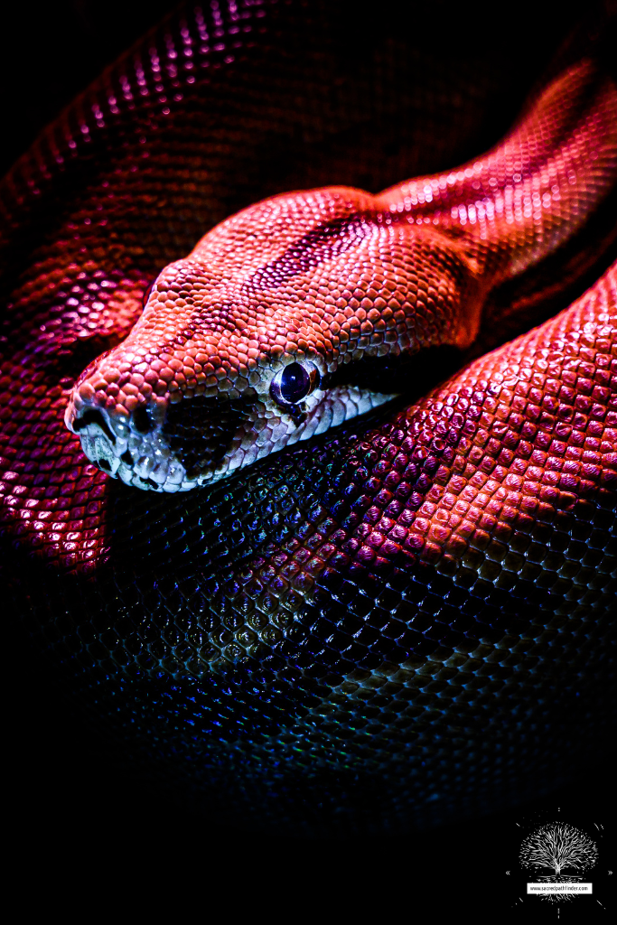 Photo of a pink and blue snake in front of a black background. 