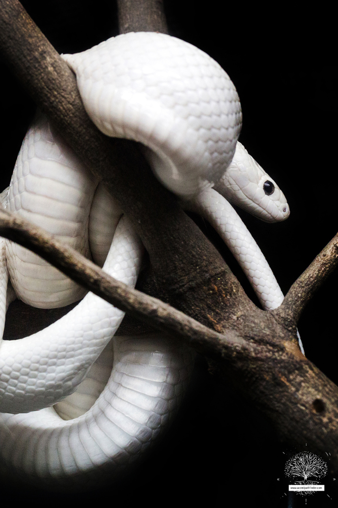 Photo of an all white snake, on a tree branch, in front of a black background.