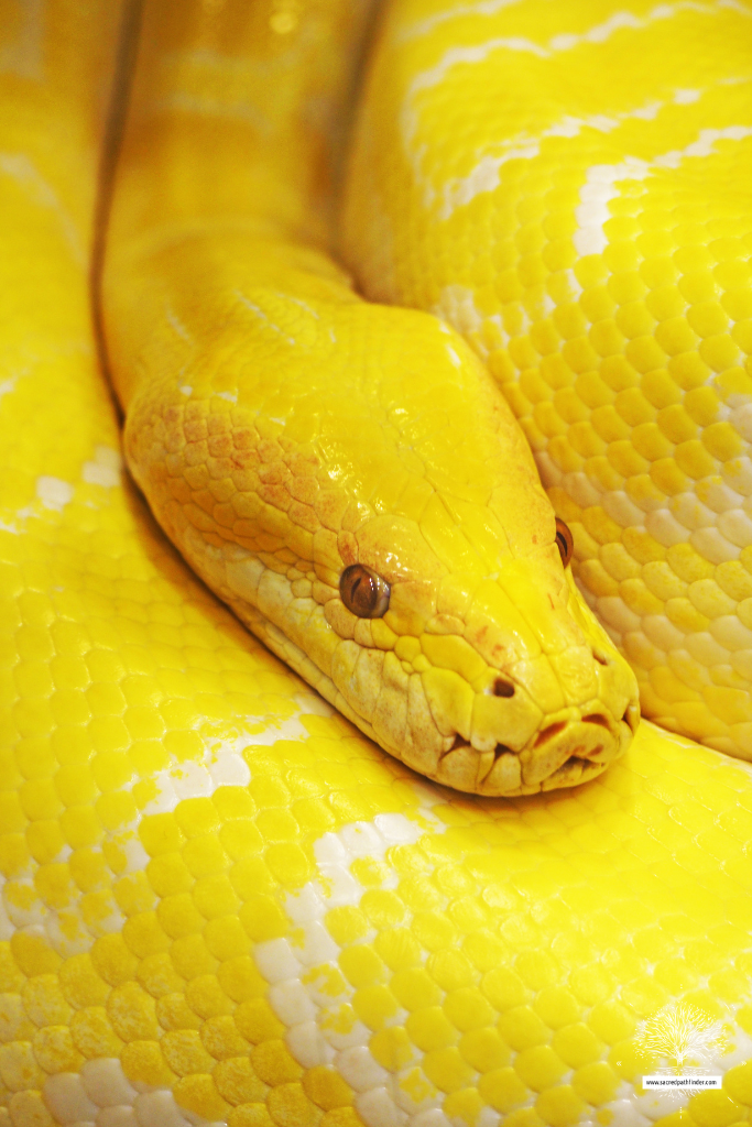 Closeup photo of a yellow snake 